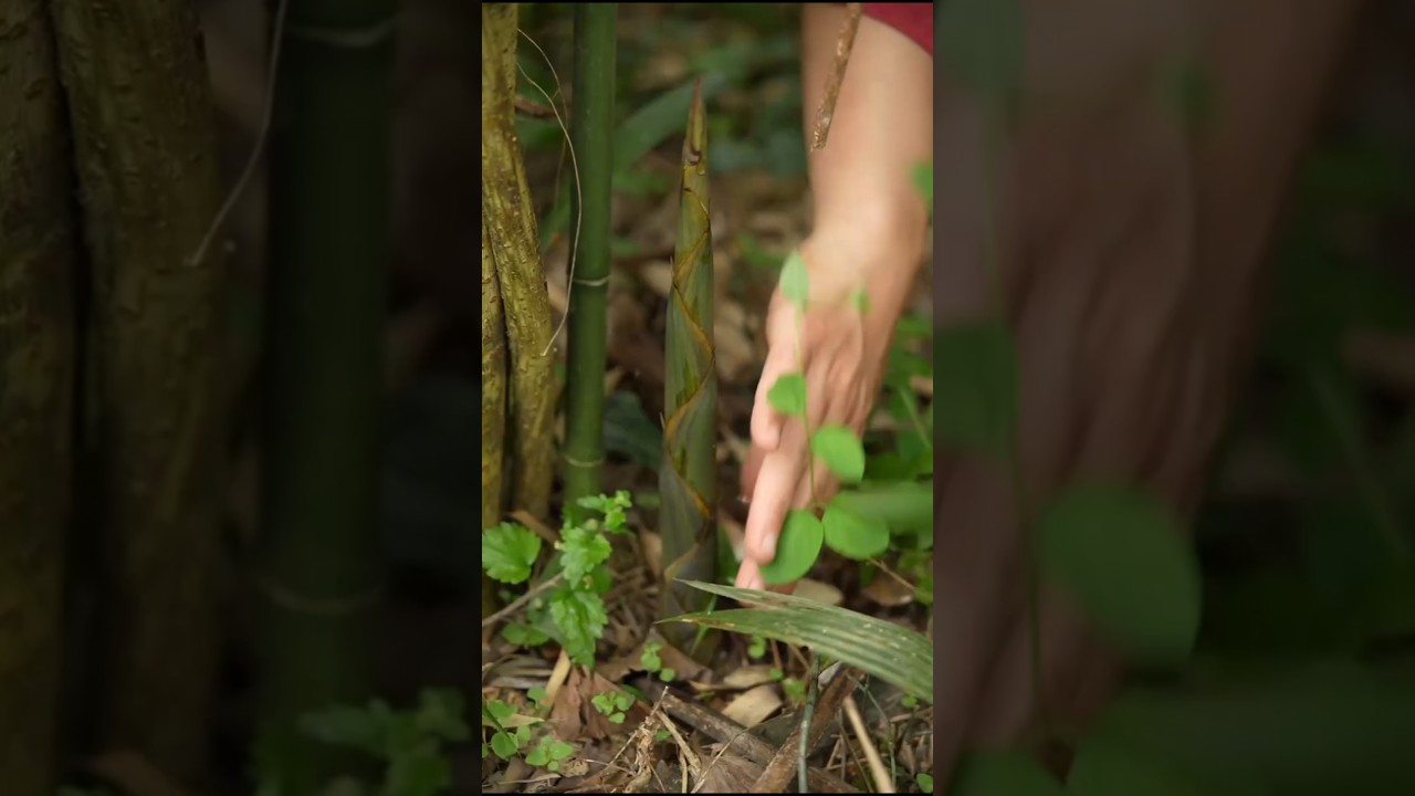 Bamboo shoots harvesting #satisfying #short