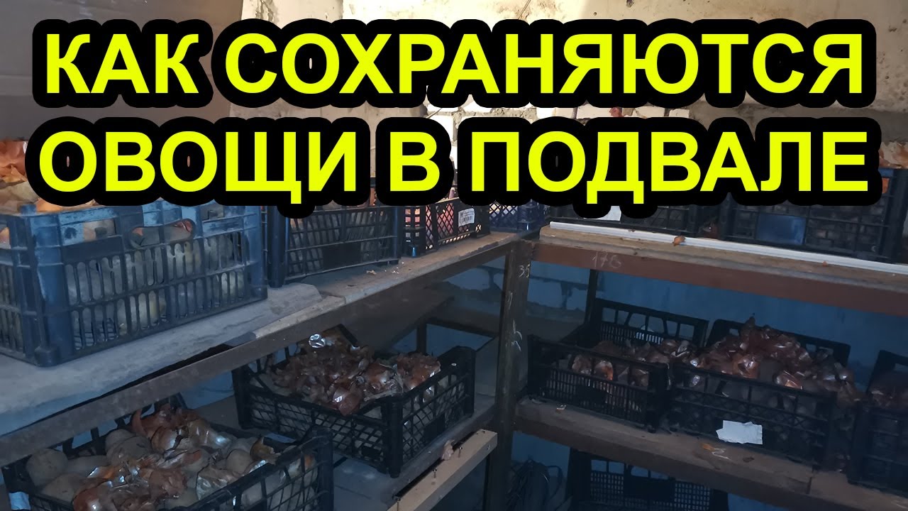 КАК СОХРАНЯЮТСЯ ОВОЩИ В ПОДВАЛЕ К ЛЕТУ