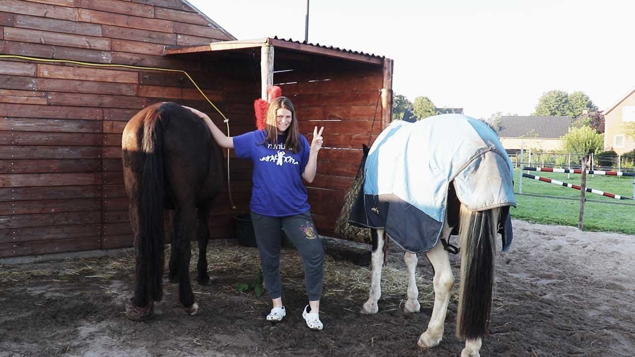 Morning Routine PAARDEN AAN HUIS!