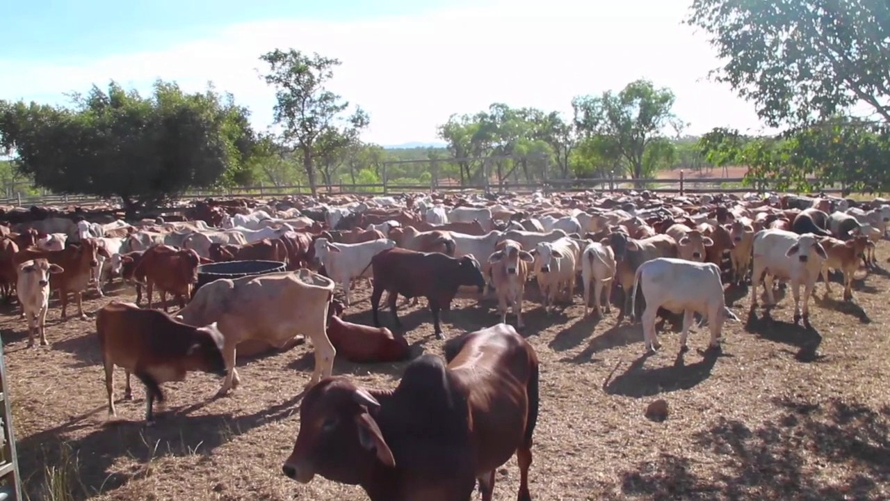 Mustering at Karma Waters Cattle Station