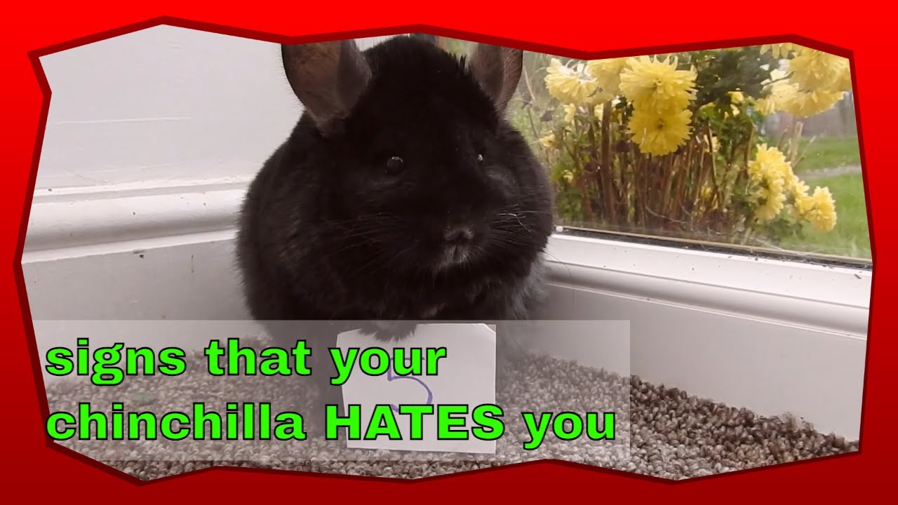 5 signs a chinchilla HATES you