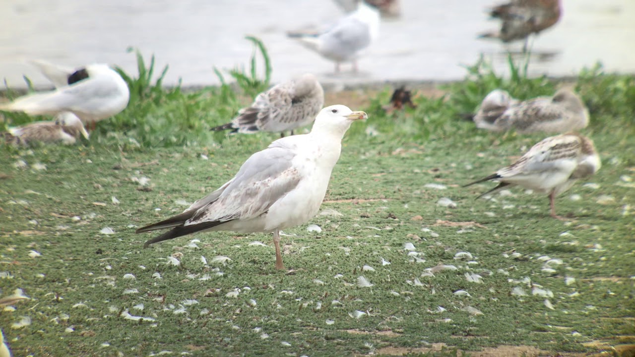Caspian Gull (3cy) Titchwell 17th July 2018