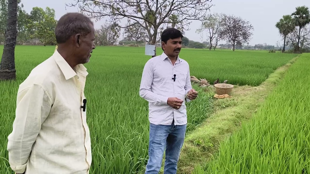Blast in paddy crop