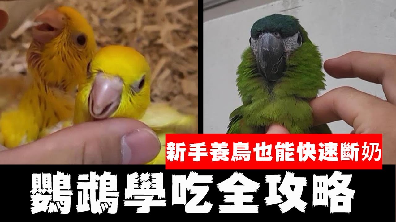 鸚鵡學吃、厭奶全攻略!掌握關鍵技巧新手養鳥也能快速斷奶!你絕對想不到的學吃神器?! | 精鵡瘋雲