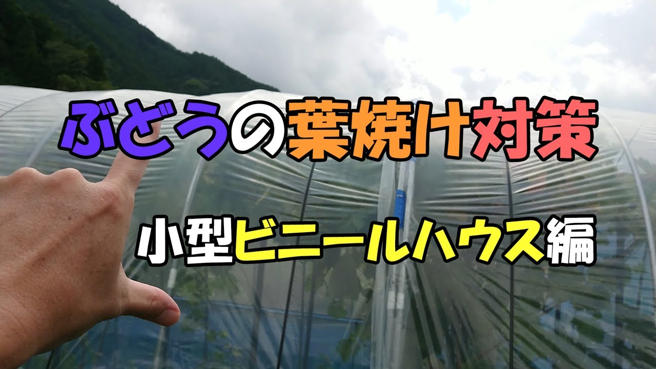 ぶどうの葉焼け対策 小型ビニールハウス編