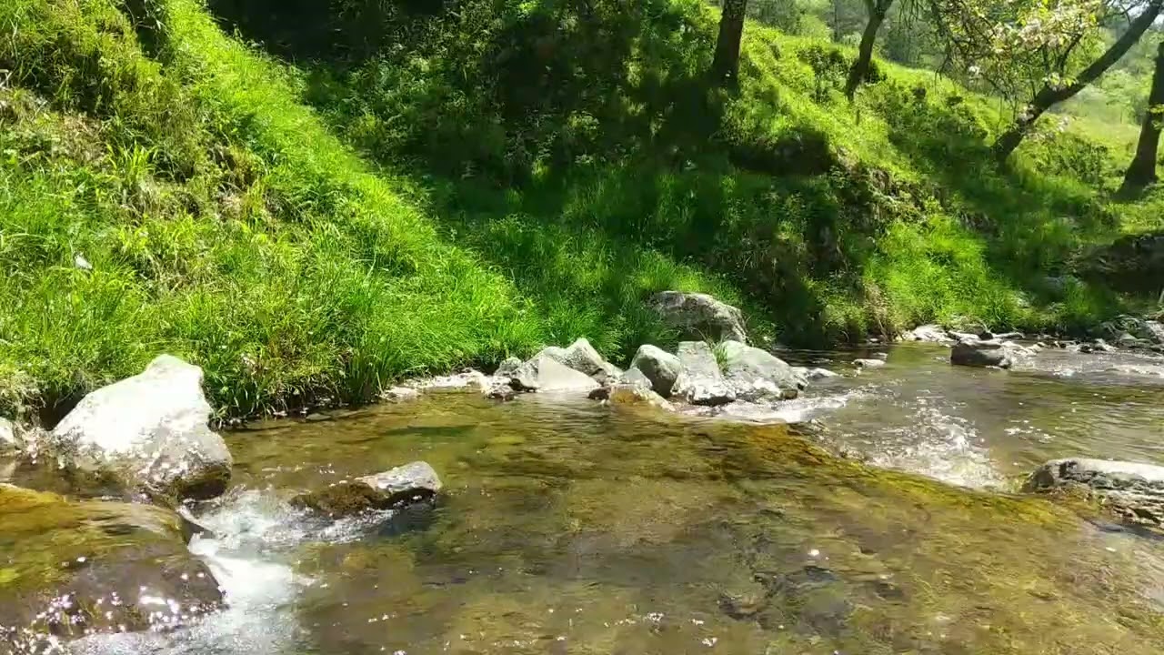 Riversound with flower petals falling #riversound #naturesounds #relaxingsounds