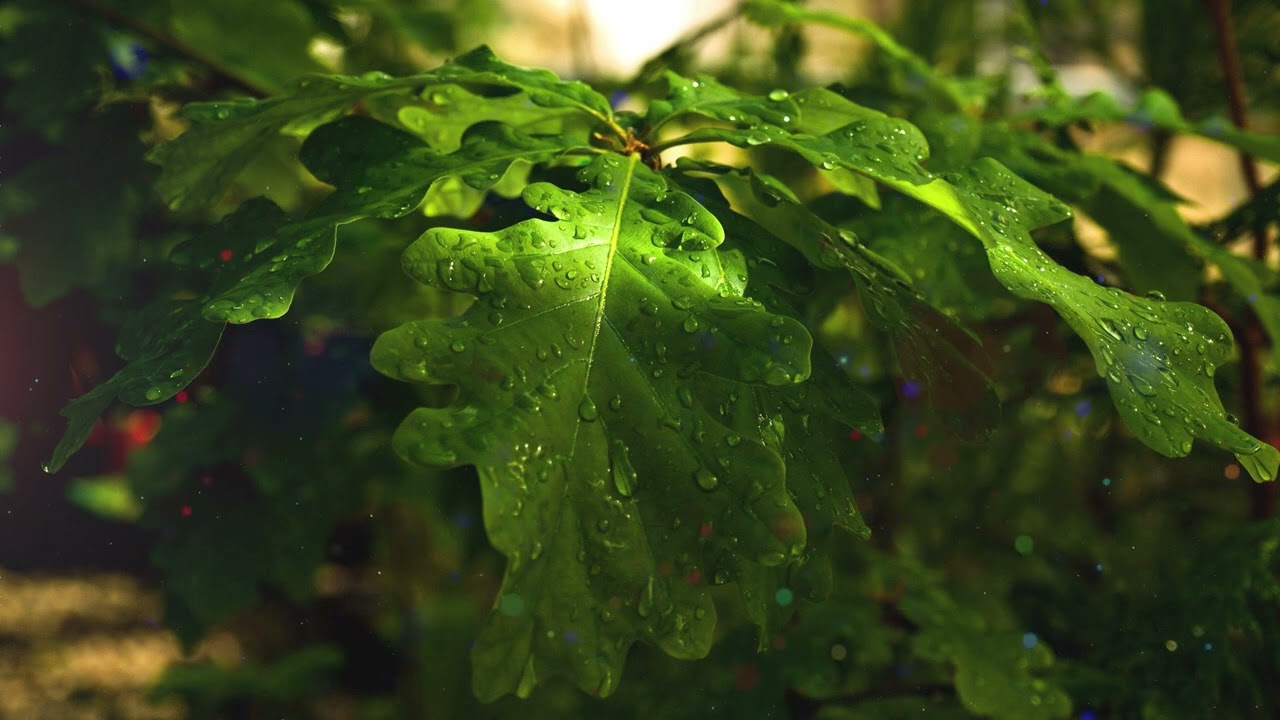 Rain and Peaceful Music – 30 Minutes for Meditation and Calm