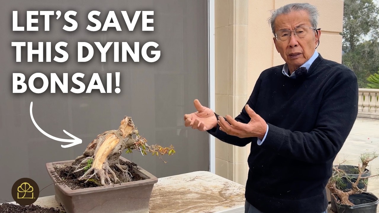 Спасение умирающего клёна-бонсай «Трезубец»