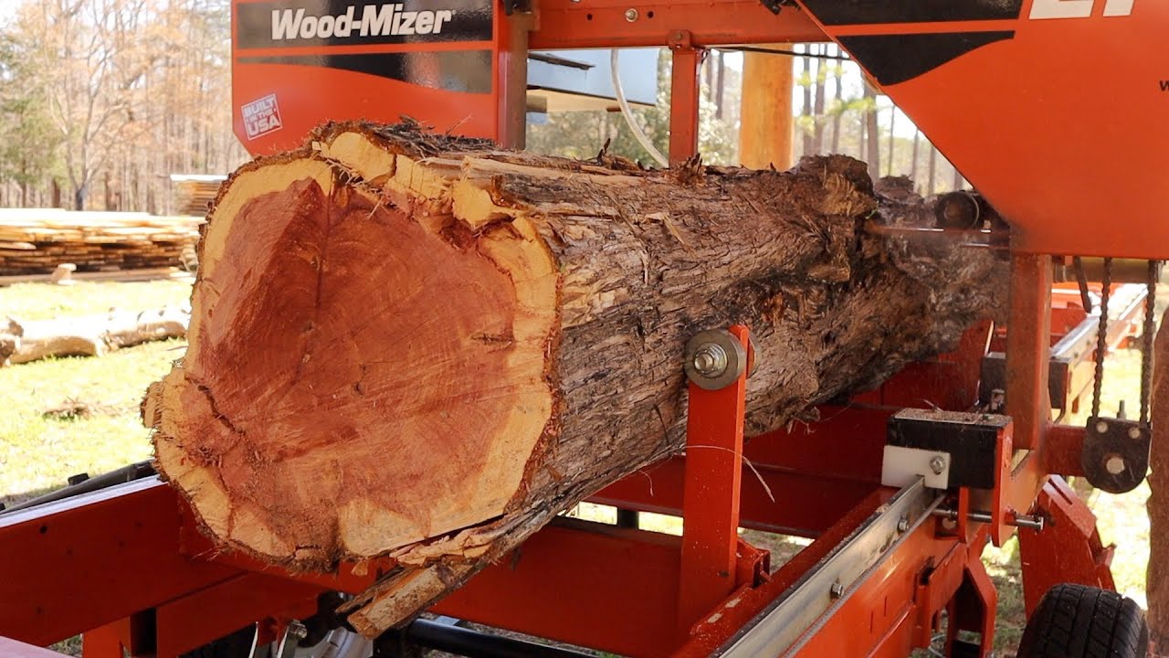Finding Red Gold In A Windfall Cedar Tree