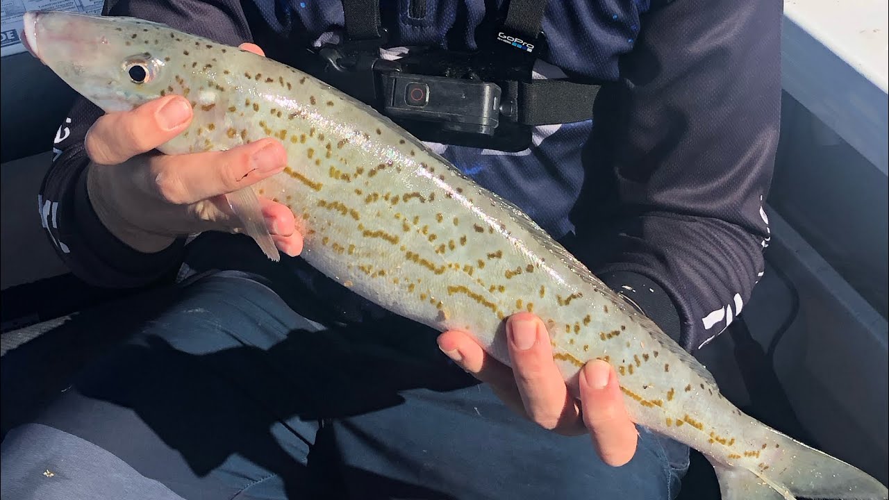 How to catch GIANT King George Whiting Mandurah, WA. CATCH AND COOK.