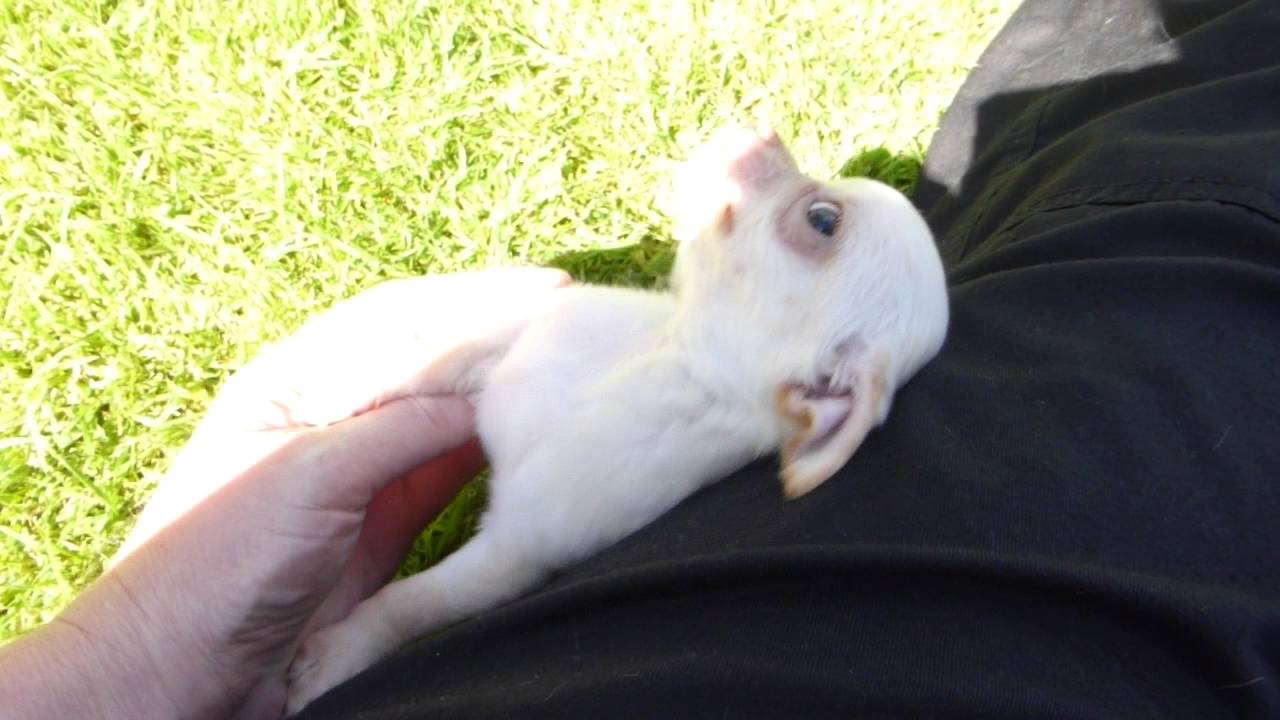Clive LOVES his belly rubs