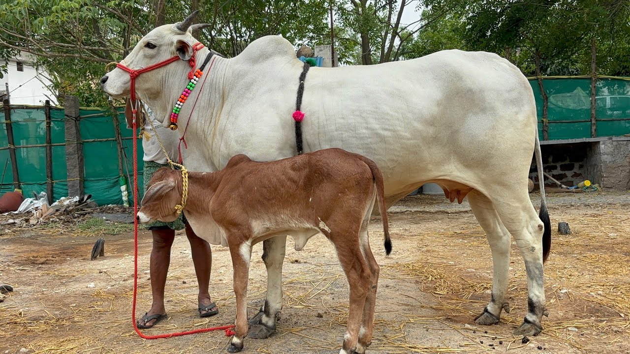 Ongole cow with female calf for sale 9493107692💗58 inches💗1st lactation 💗30 days@mukkalafarms9493