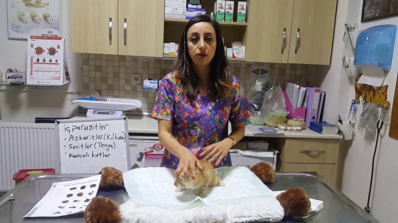 Yavru kedilerde iç parazitler ve tedavisi Vet.Hek.Gizem Taktak