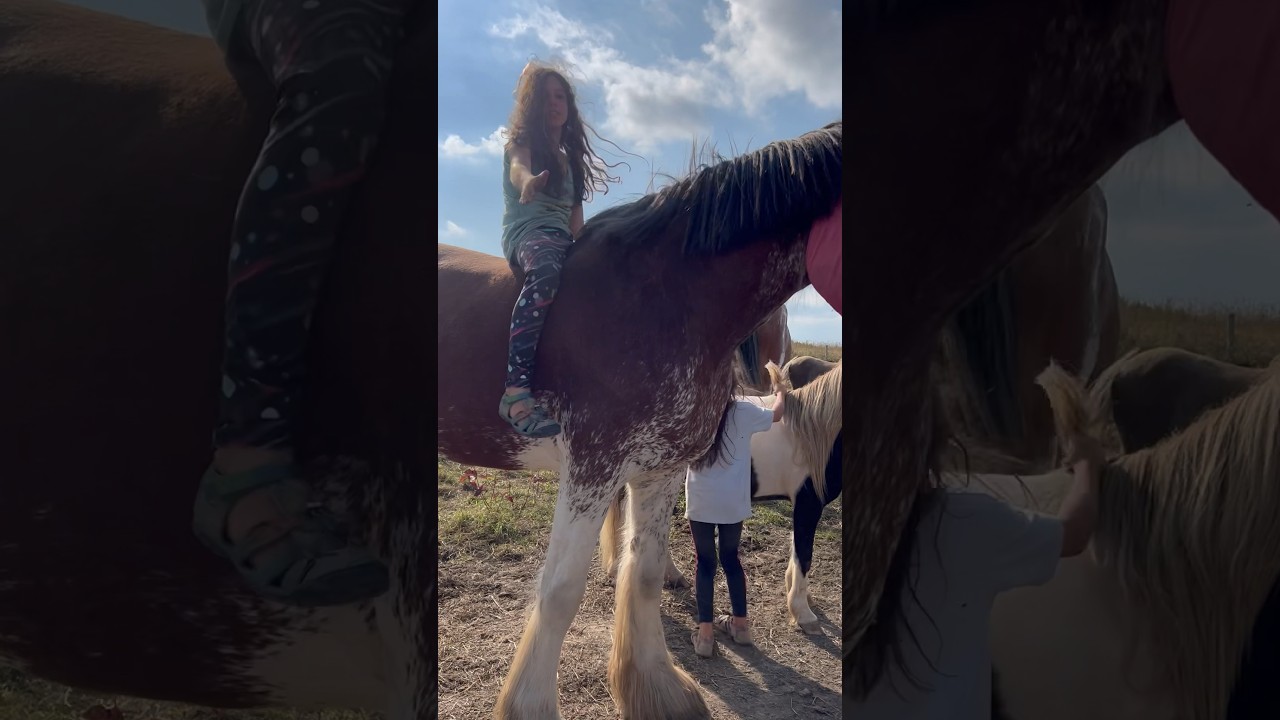 Don&rsquo;t loose your grip ! 🐎 #clydesdale #horse