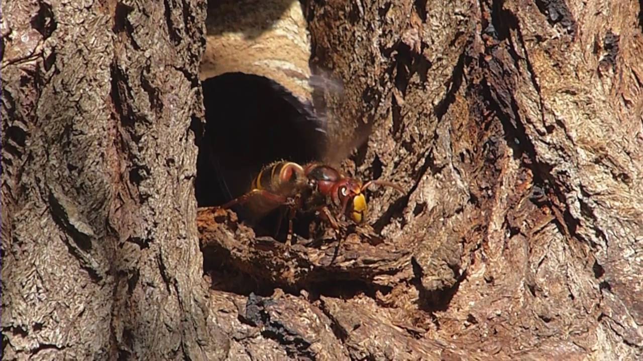 Avispas crabro, (Avisp&oacute;n europeo)
