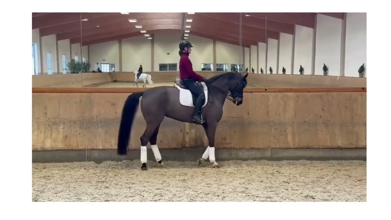 Sola Diva - Dressage horse for sale