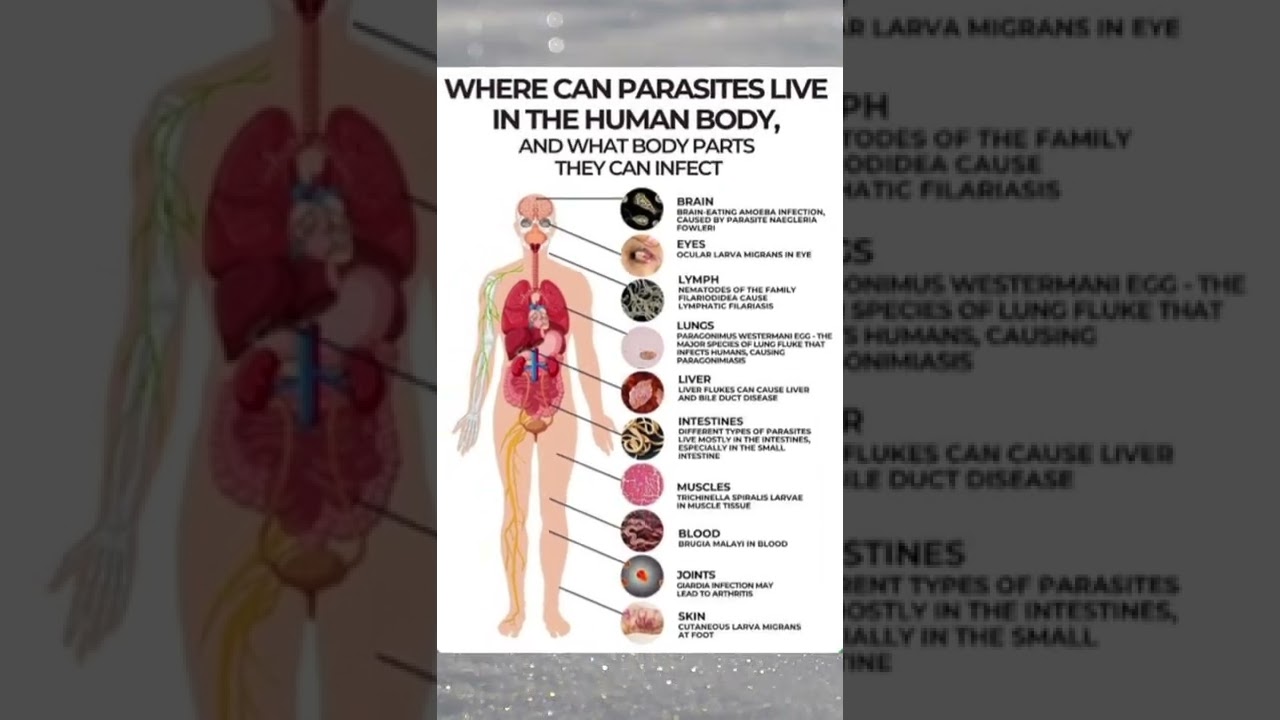 What is a Parasite? || Parasites in human body