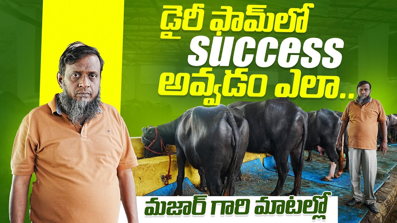 డైరీ ఫామ్ లో SUCCESS అవ్వడం ఎలా..మజార్ గారి మాటలో