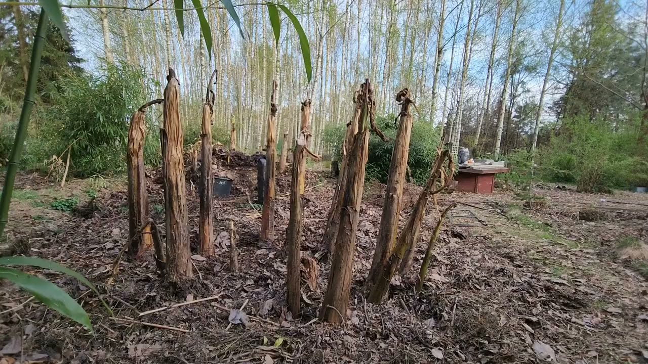 Mój sposób na zimowanie bananowców w gruncie.