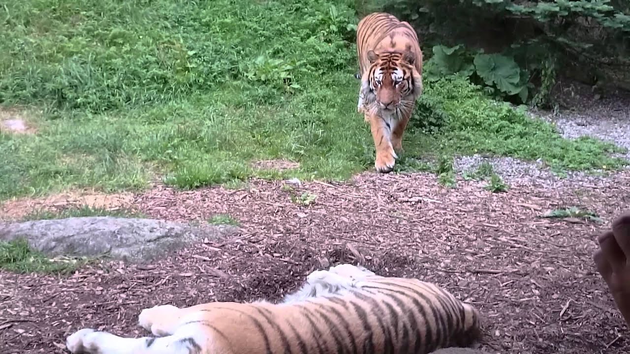 Crouching tiger, Dublin zoo