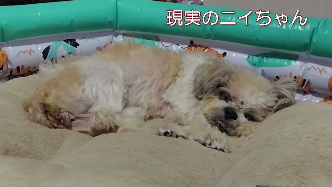 17しゃいになった現実のニイちゃん