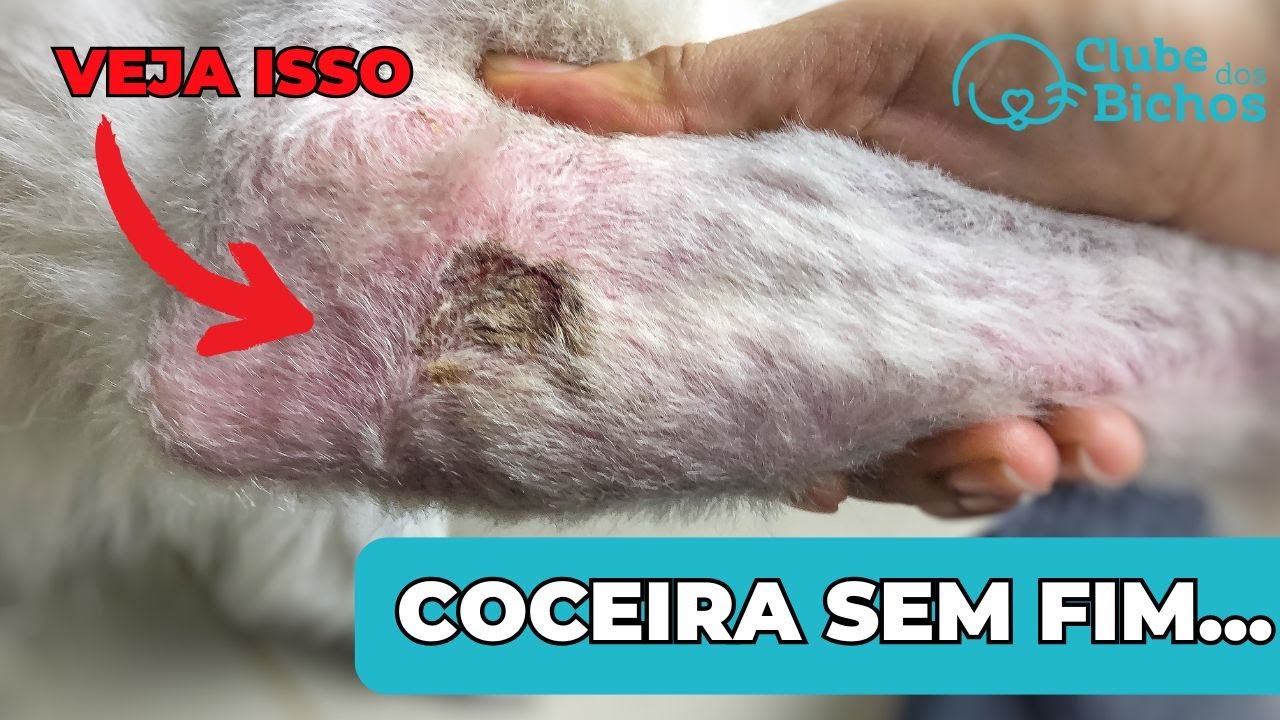 ❌ CÃES COM ATOPIA continuam se COÇANDO MESMO TRATADOS 🤷‍♂️