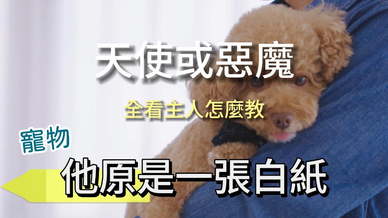 為什麼從小養的狗都很壞!? 認養的反而超乖!? 原因可能在於你!!🤣🤣