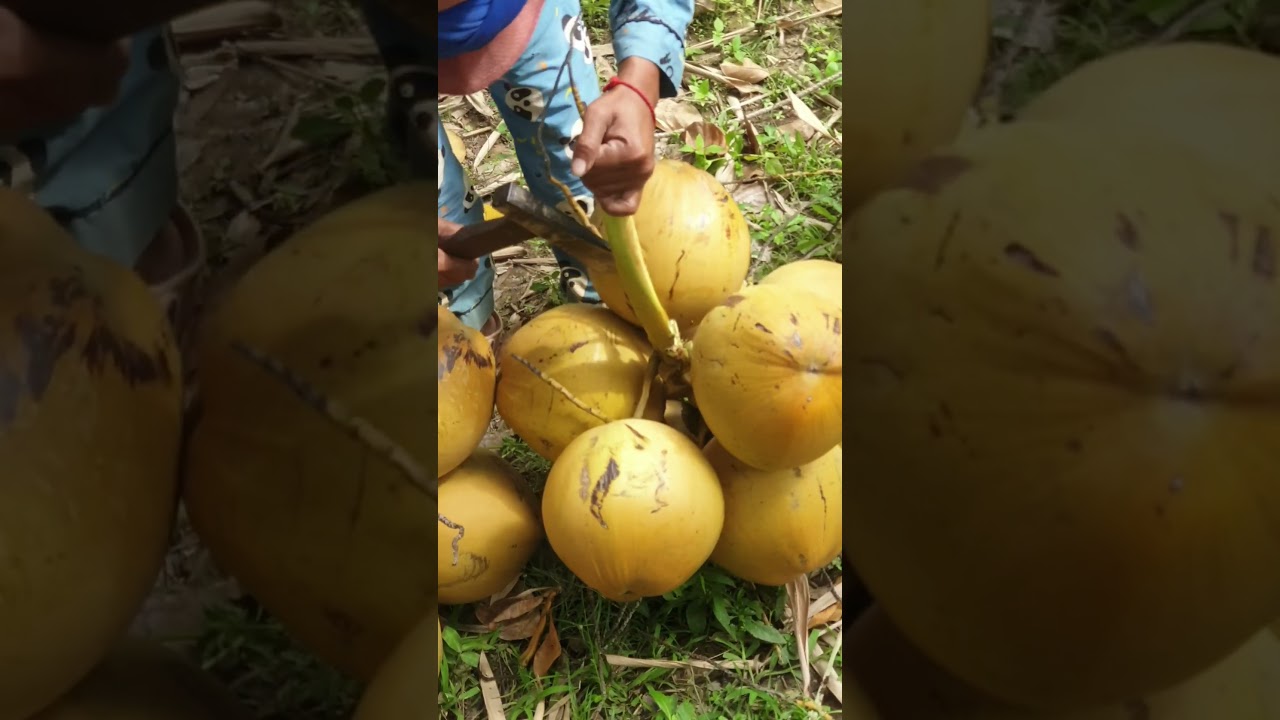 An ax is so sharp #shorts #Kosavattey forest #sharp ax