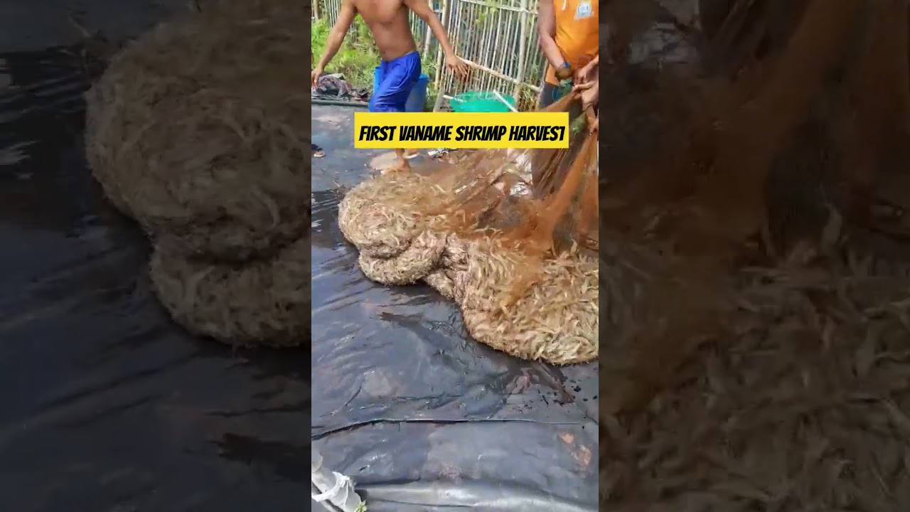 First vannamei shrimp harvest #vannamei #shrimp #seafood #farming #farm #viralvideo #trending