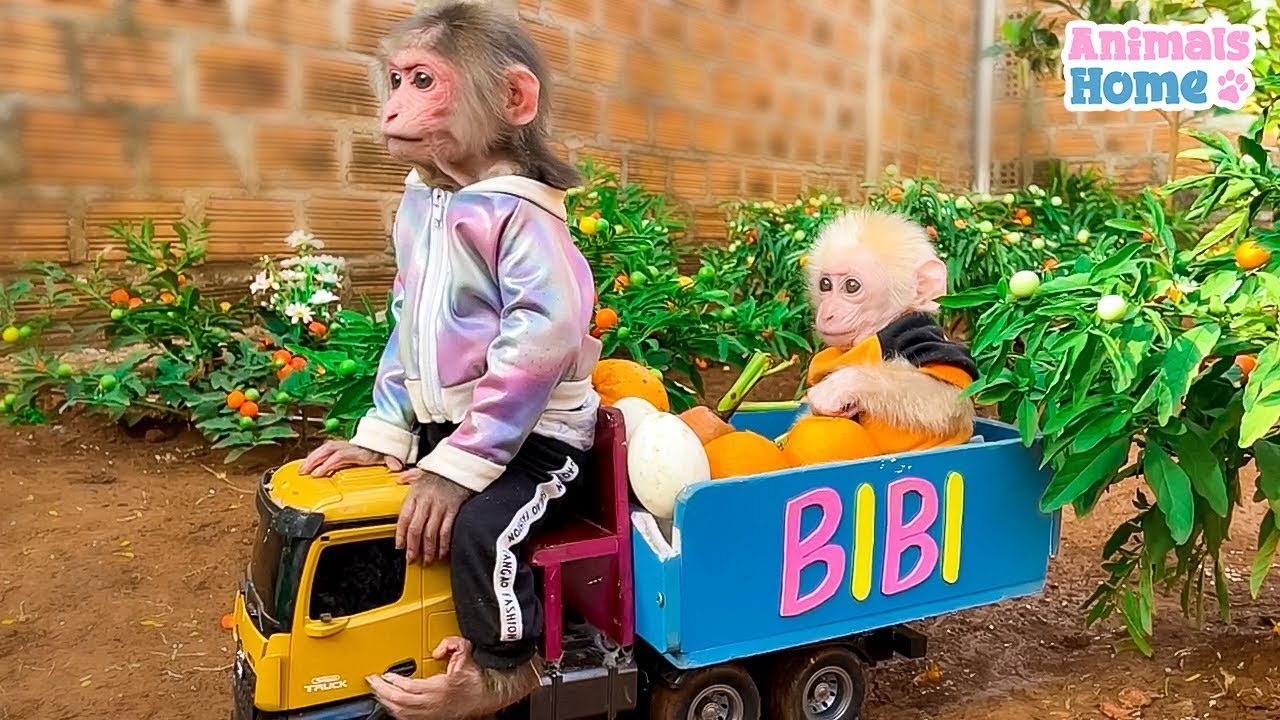 Chef BiBi obedient harvests eggs to make egg rolls for baby monkey Obi#shorts
