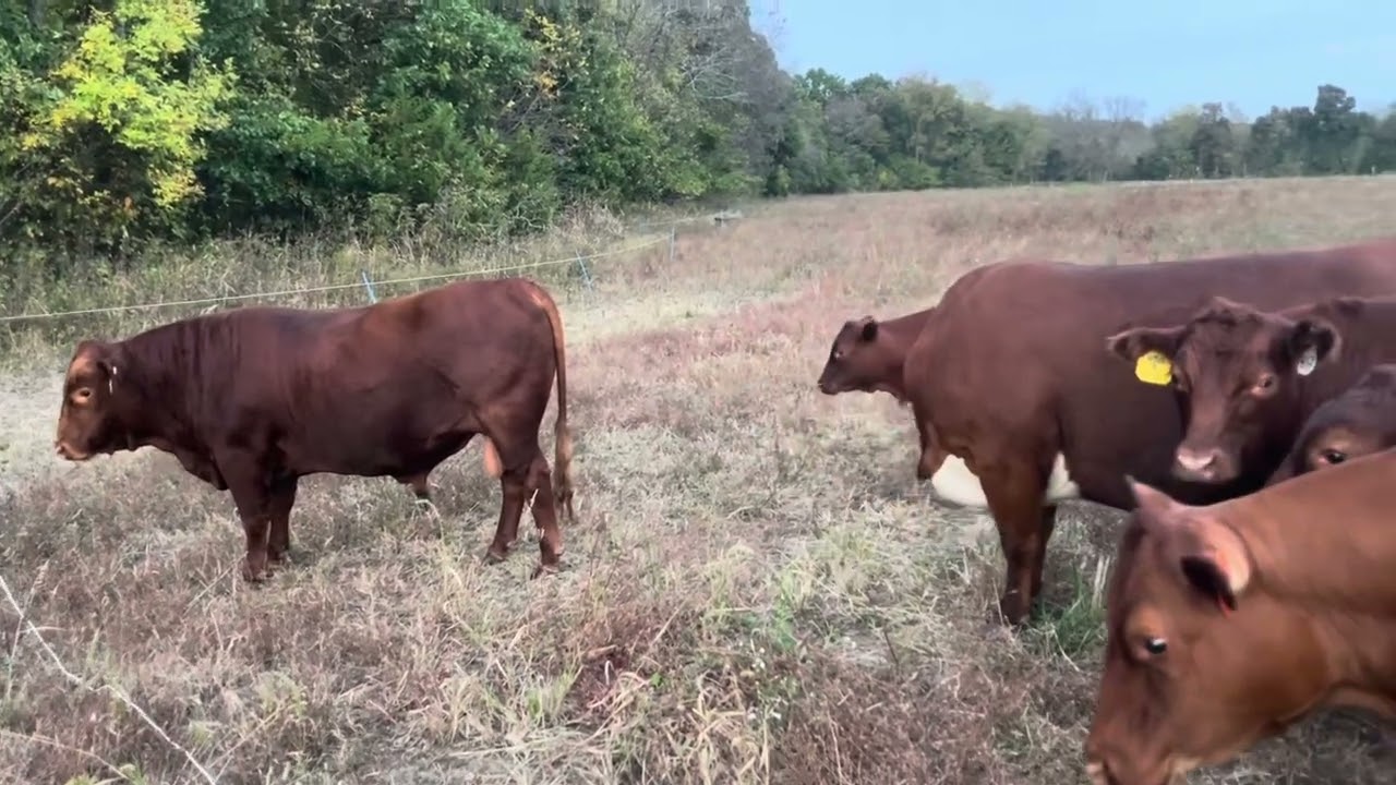 GranMan heads back to lane 1 20251015 #cow #rotationalgrazing 