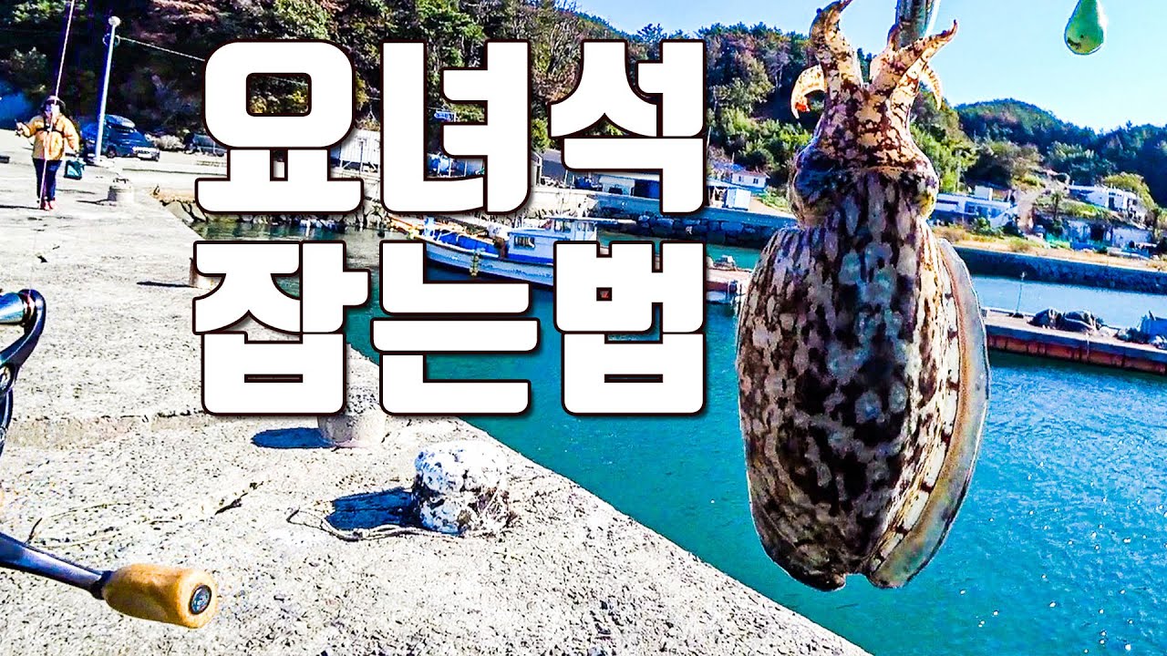 [다리tv] 갑오징어 쉽게 잡는!!! 쉬운방법!!!