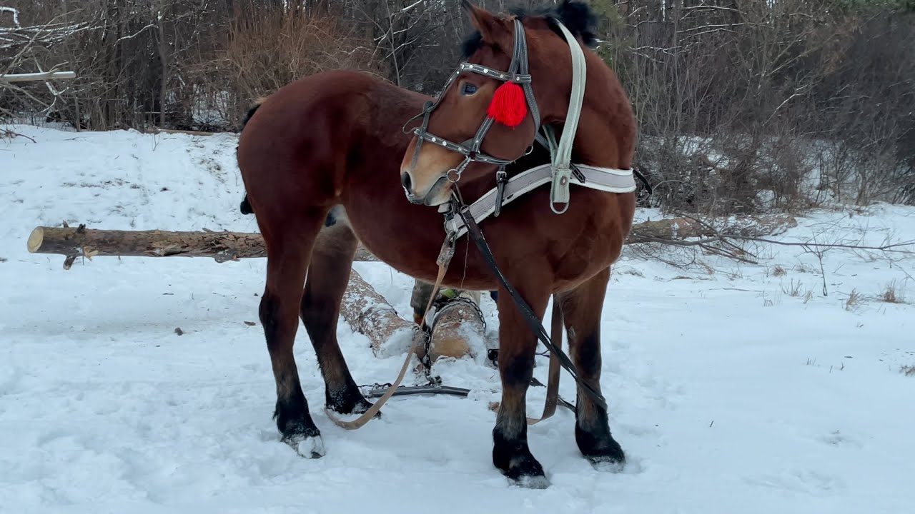 Коні Ваговози. Соня в Роботі. Возимо Дрова🔥🔥🐴🐴🐴