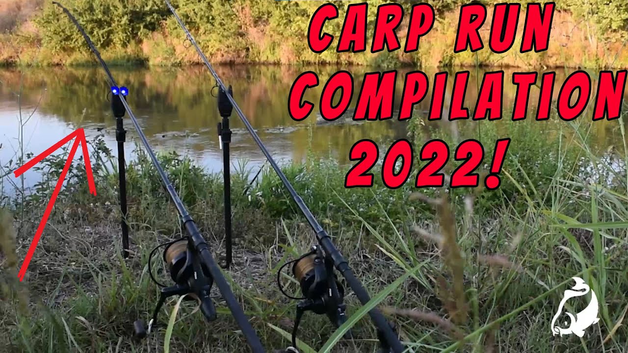 STRONG Carp Run COMPILATION 2022! PART 43!