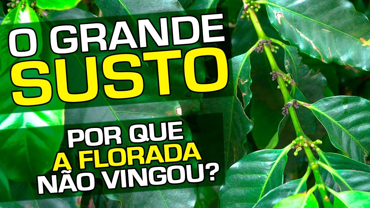 O Grande SUSTO | Por que a Florada não Vingou? | No Pé do Café