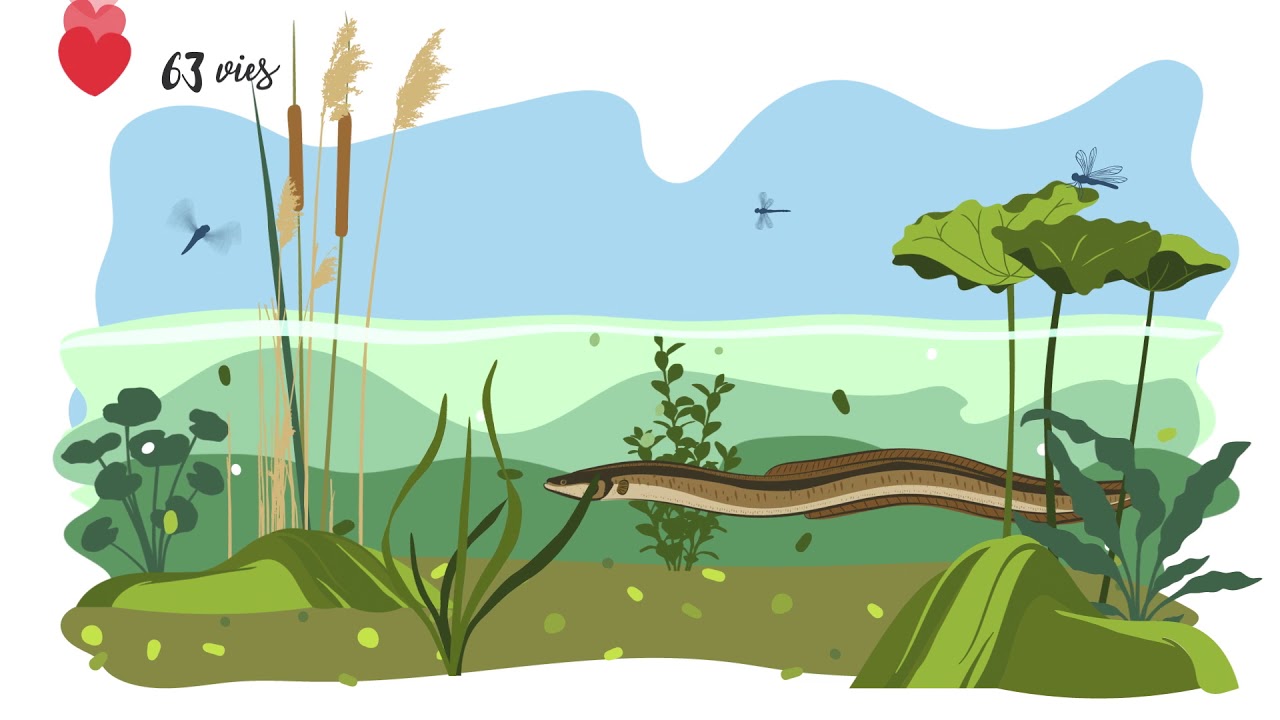 Les poissons grands migrateurs, sentinelles de la biodiversit&eacute;