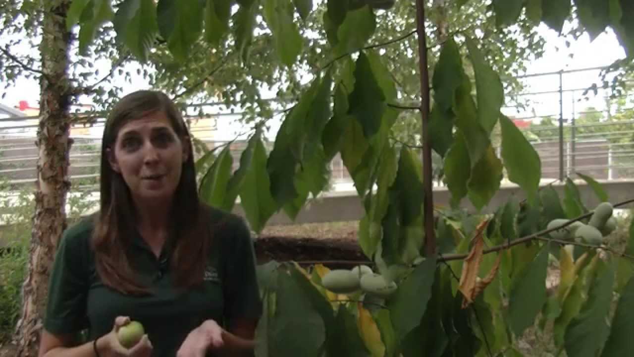 #PhenologyFriday: Learn all about the PawPaw