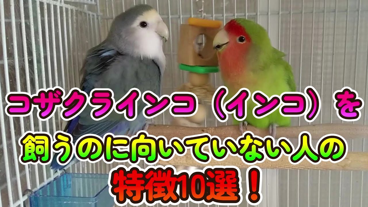 コザクラインコをお迎えする前に考えて欲しい！【インコを飼うのに向いていない人の特徴10選！】Parakeets are family.