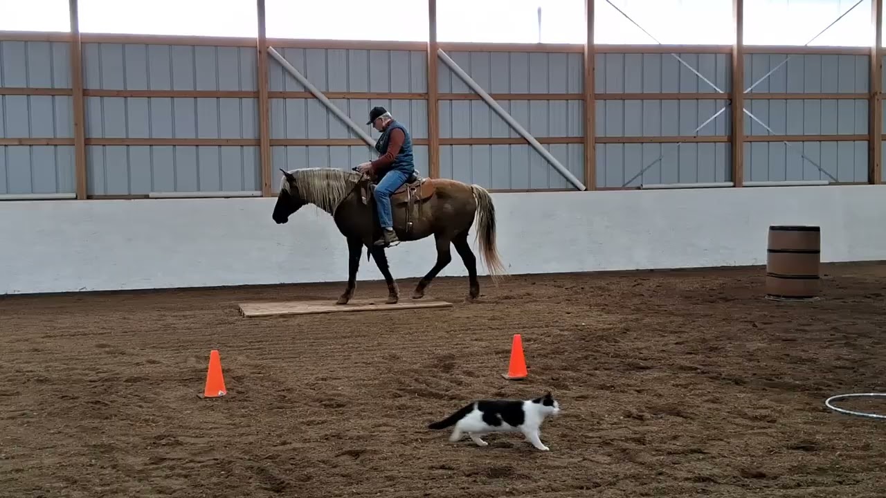 Bridleless Trail- Collegiate Level  Pattern 2