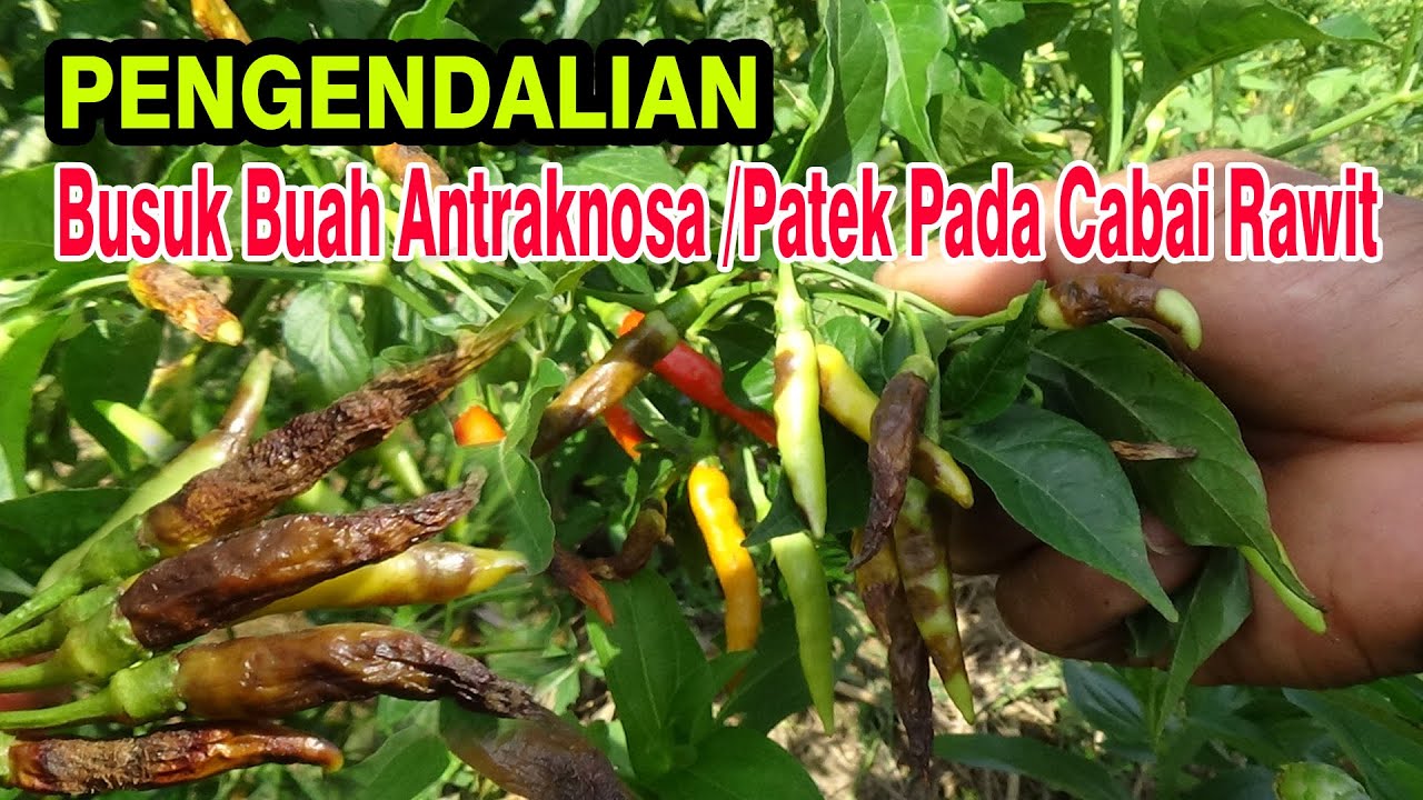Busuk Buah Antraknosa/ Patek Pada Cabe Rawit Yang Bisa Gagal Panen PART 18