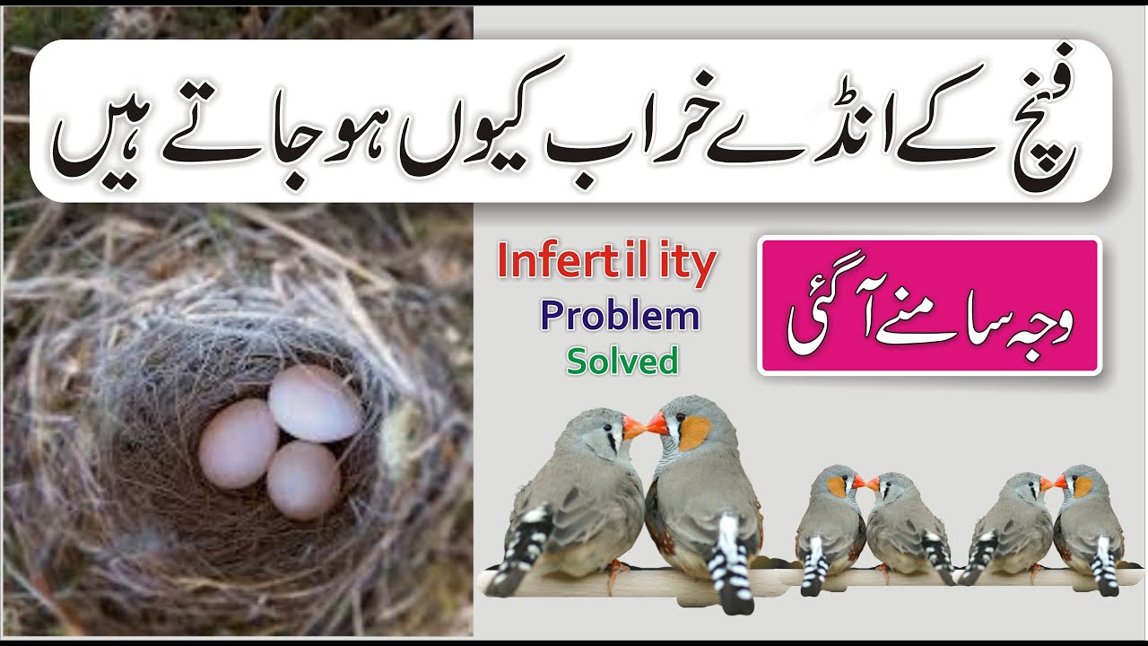 finches ke egg kharab hone ki waja | finch infertile eggs | birds farming in home