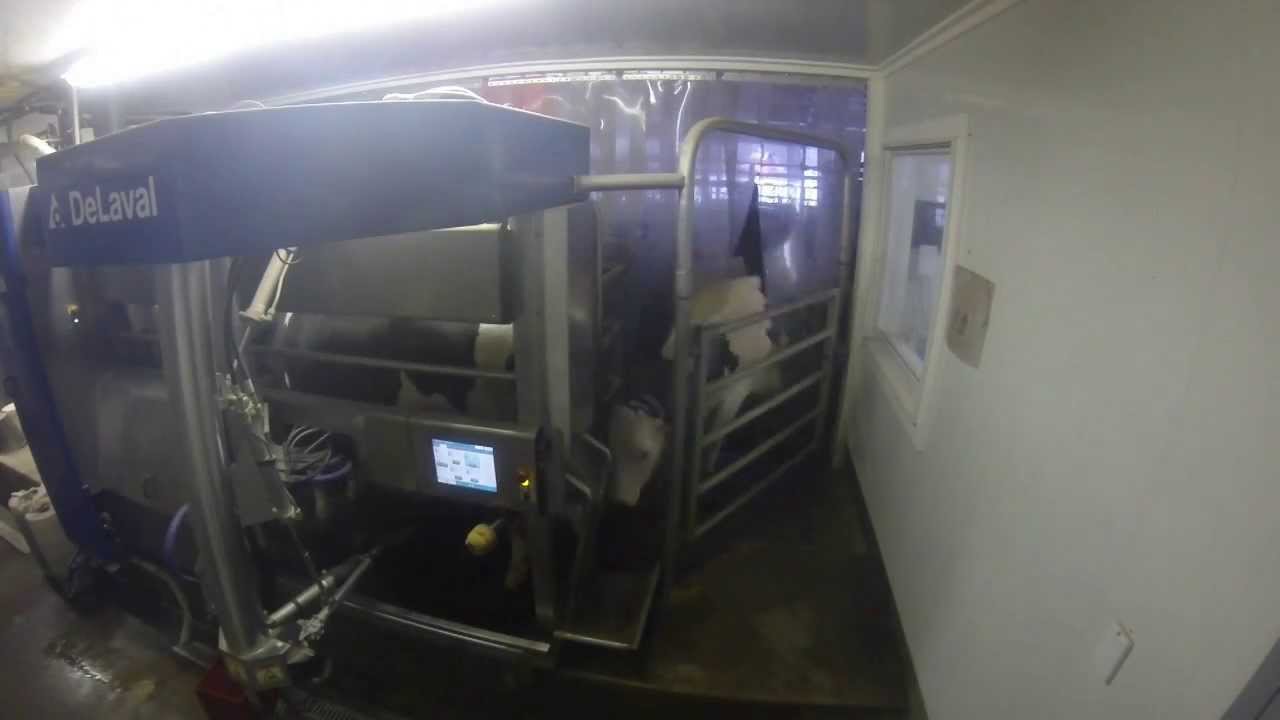 Delaval VMS barn operating- Great Brook Farm (Gopro HD)