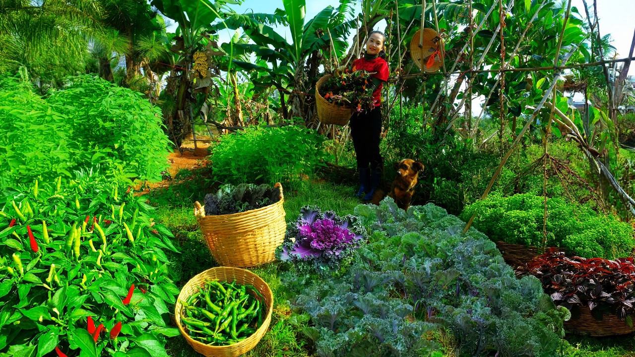 Harvest: Perilla, Herbs, Chili Go To The Market To Sell – Peaceful Farm Life