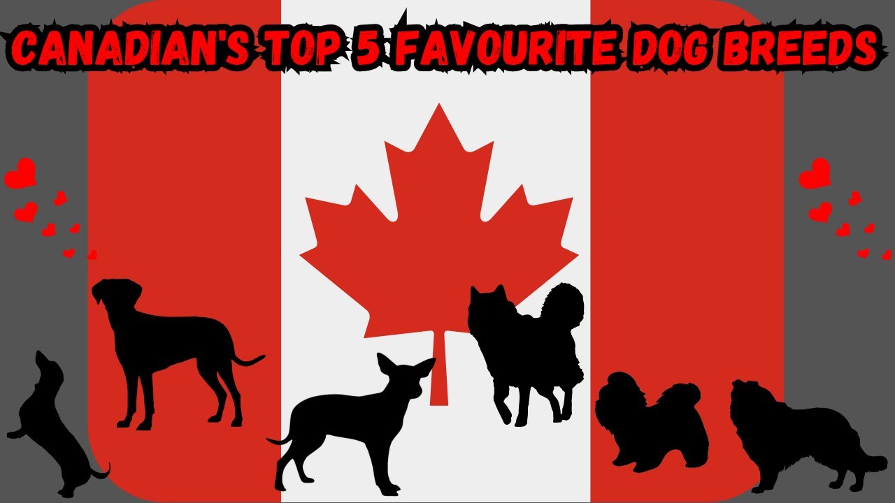 TOP 5 FAVOURITE DOG BREEDS OF CANADIANS