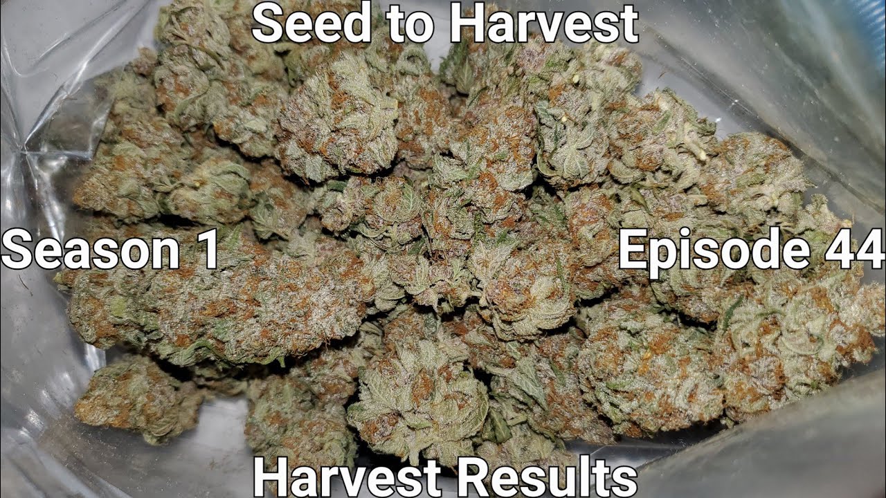 Seed to Harvest: Harvest Results | Grow Journal S1 Episode 44