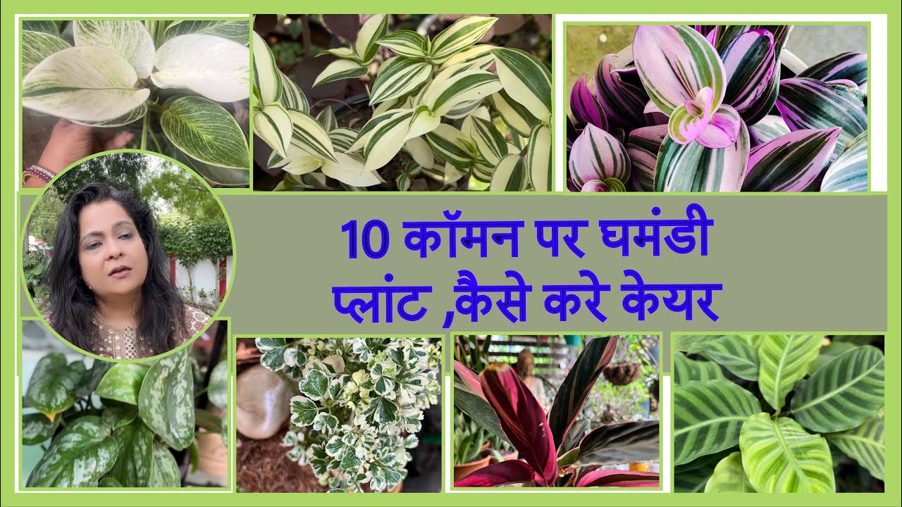 Top 10 Common Plants That Are Beautiful But Super Fussy॥10 खूबसूरत लेकिन ज़िद्दी पौधे ,कैसे करे केयर