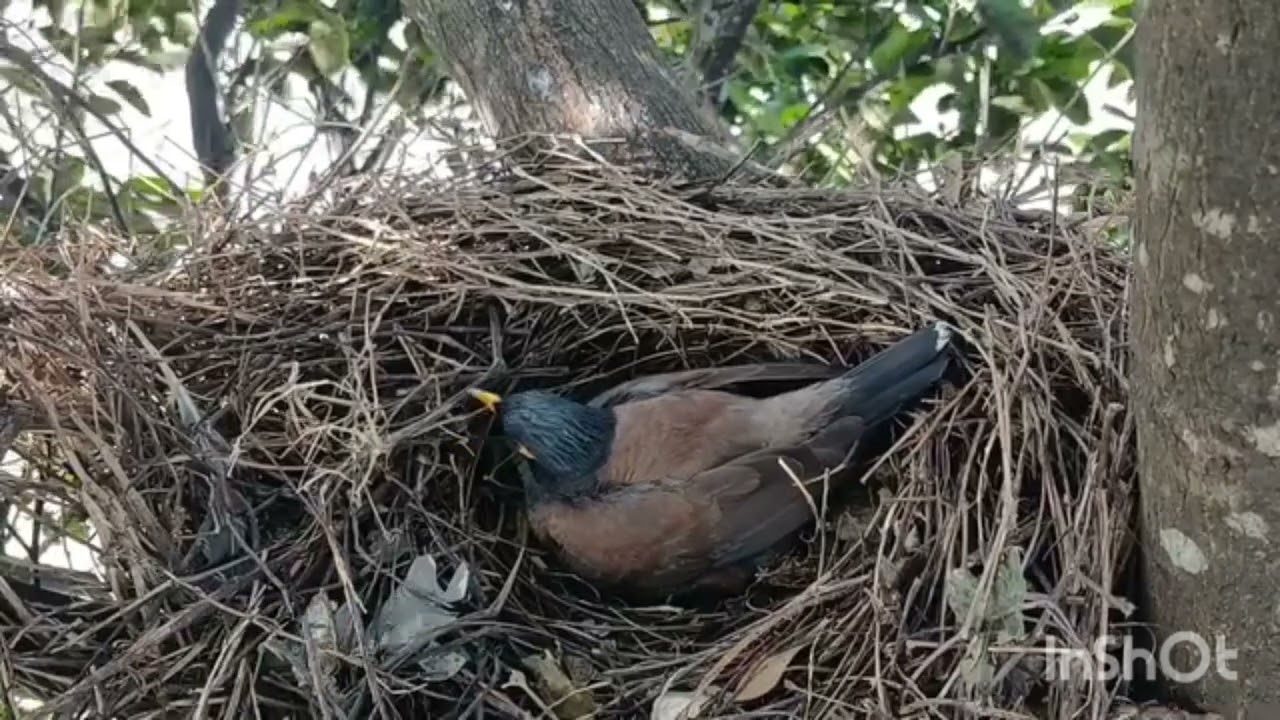 पार्ट २) मैना पक्षी और उसके बच्चे की वीडियो ।