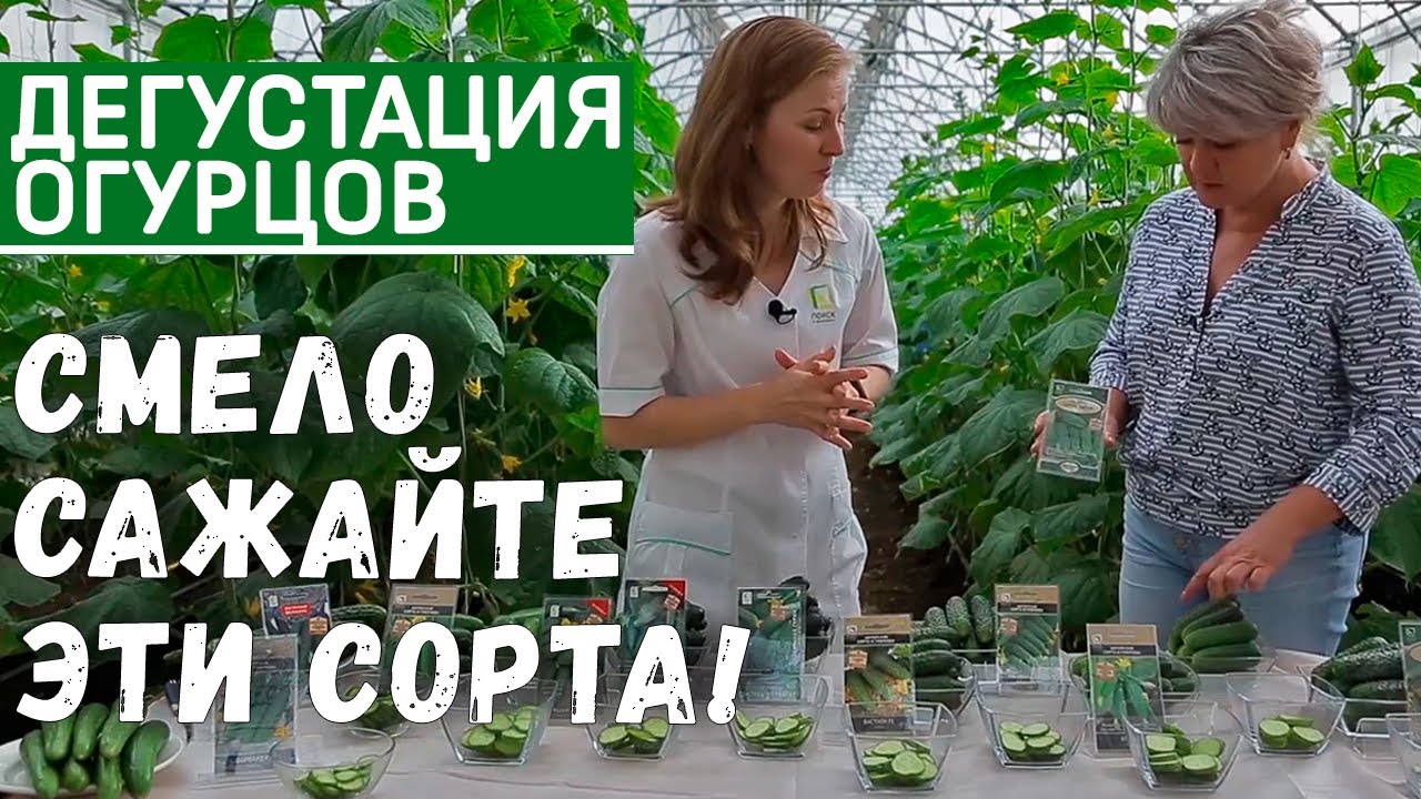 Дегустация сортов и гибридов огурцов. Самые урожайные сорта огурцов для теплиц и открытого грунта.