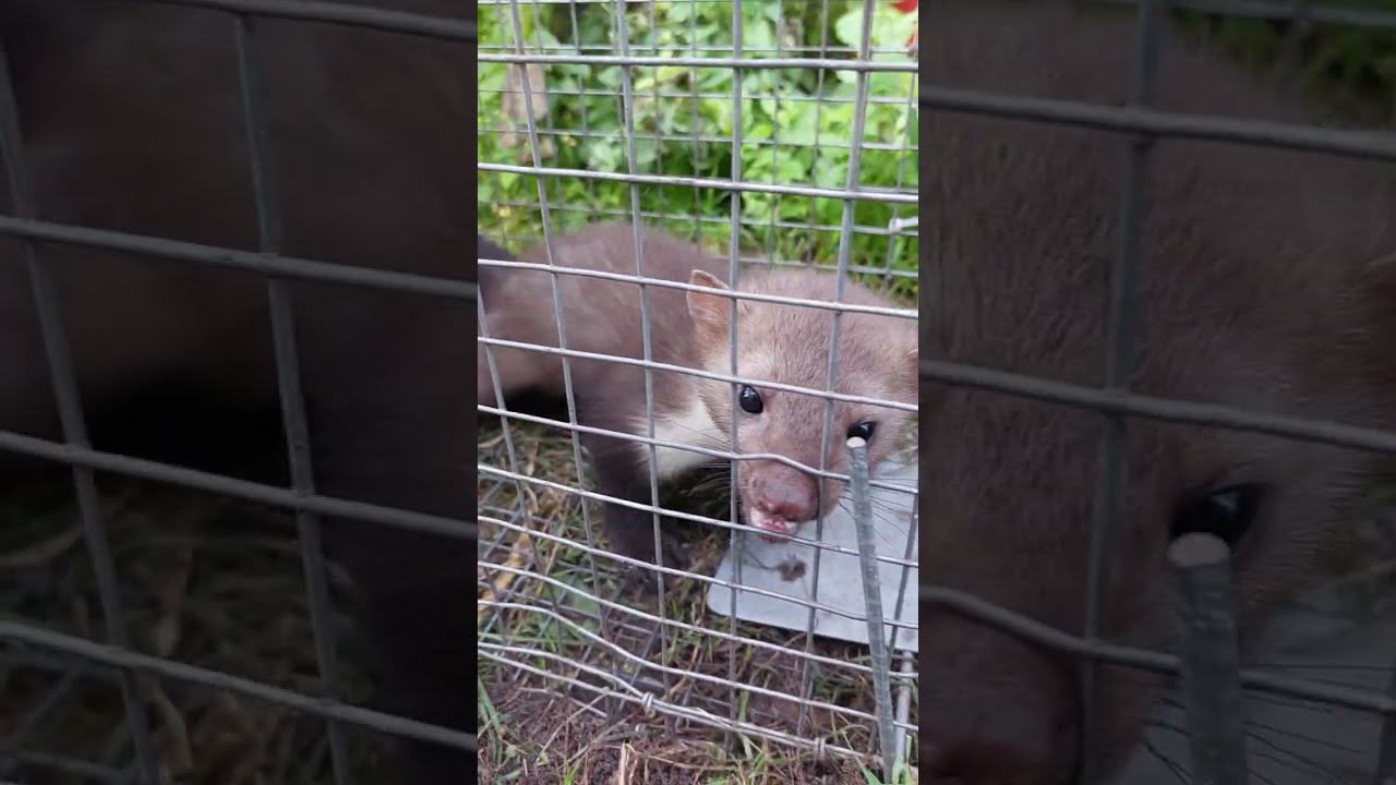 Kuna w żywołapce. Jaki głos ma kuna domowa? Jak złapać kunę?