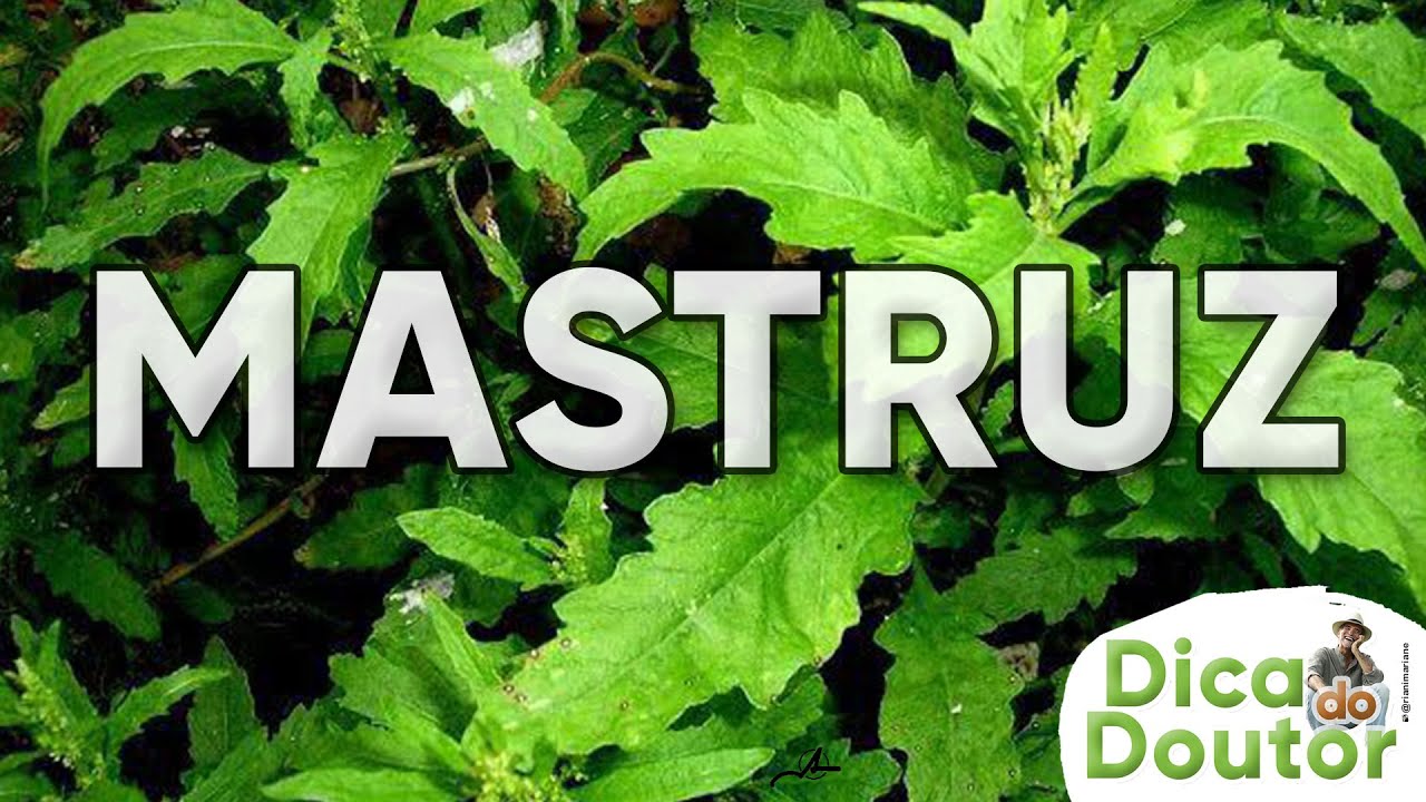 Mastruz - Dica do Doutor #264